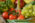 groenten & fruit